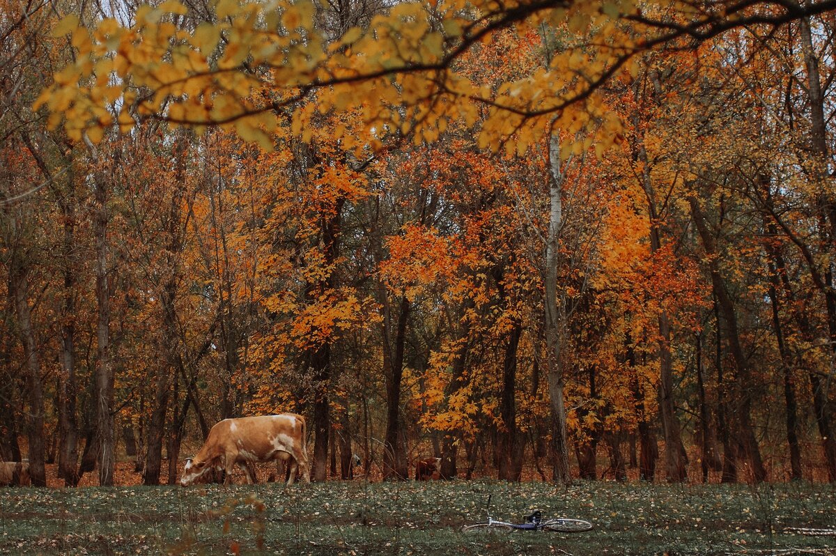 AMBREEN DELILAH tweet media