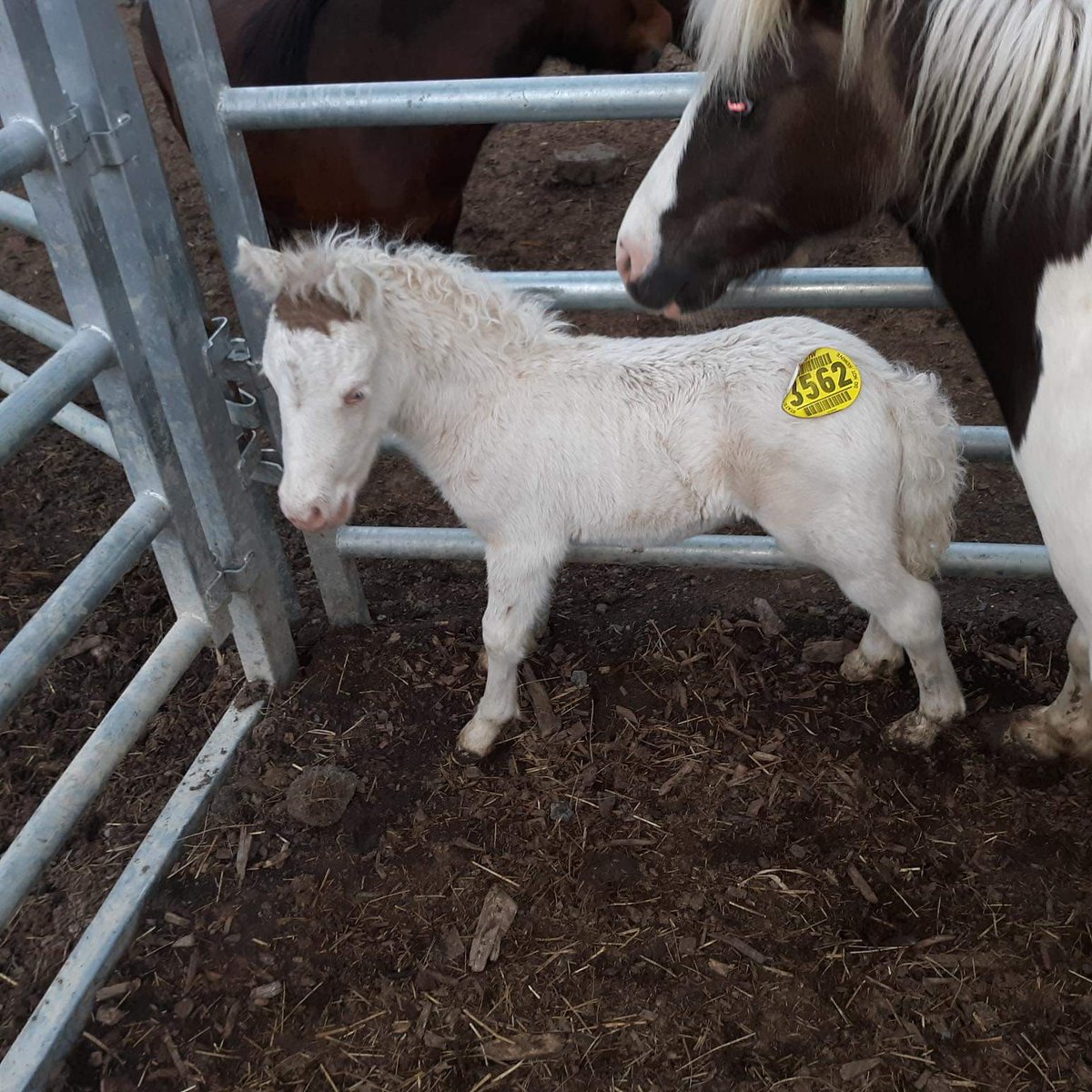 heartandhooves's tweet image. Mom and baby need our help to get out of the pen.  We have a safe landing for them. I can't stand the thought of them being separated! Help these 2 stay together with a donation below. 

Batwoman 
paypal.com/invoice/p/#WZ8…

Batman
paypal.com/invoice/p/#GAC…