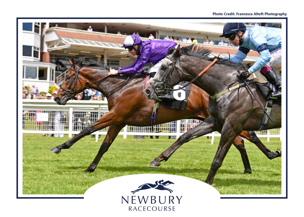 amoracingltd's tweet image. We have declared 3 horses for the final day of Royal Ascot. GREAT MAX (pictured) bids to follow up in the Chesham after his impressive debut at Newbury last week, GREAT KING takes his chance in the Jersey and SIR RUMI lines up in the Golden Gates fresh from a win at Haydock #RA21