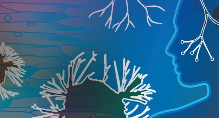 Nunzio Vicario (@vicarionunzio) on Twitter photo Our latest research on Neuromuscular plasticity has just been published <a href="/SpringerNature/">Springer Nature</a> in Cell Death and Disease.
Read and share here:
nature.com/articles/s4141…
#Research #Laboratory #Science Our latest research on Neuromuscular plasticity has just been published <a href="/SpringerNature/">Springer Nature</a> in Cell Death and Disease.
Read and share here:
nature.com/articles/s4141…
#Research #Laboratory #Science