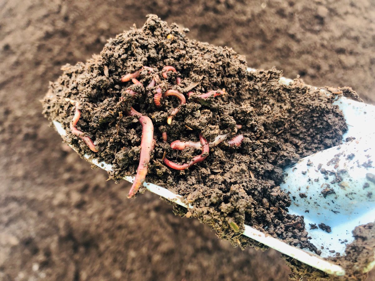 #MASK!! Aristoteles sa jordens inälvor &amp; Kleopatra förbjöd utförsel ur Egypten.På @Econova är det viktigt för oss med hållbara råvaror i vår jordtillverkning. Extra kul att maskar trivs så bra i vår komposterade #fibermull #kretslopp #woodfibre #worms #compost #peatfree #coirfree