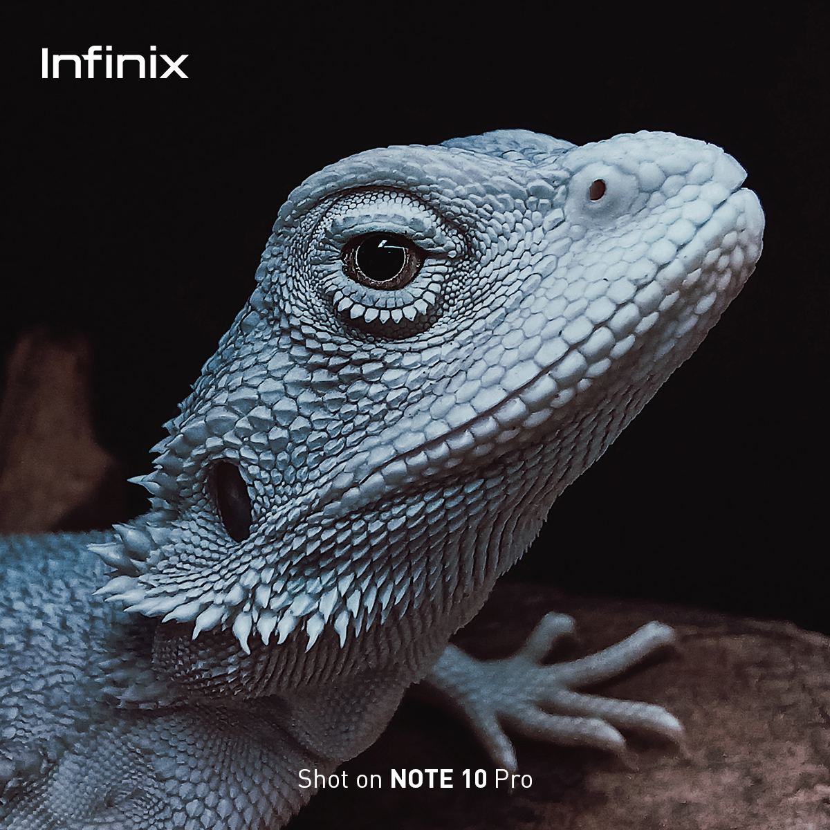 InfinixGhana's tweet image. Take shots you’d be proud of with the Infinix Note 10 Pro.😎

#64MPQuadCamera brings out every detail, to make your photos standout beautifully.😍

Can you tell us the name of the reptile in the pictures? #FasterAndSmoother