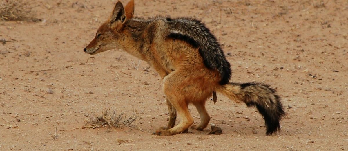 Степной шакал. Среднеазиатский шакал обыкновенный. Золотистый шакал. Больной шакал. Обыкновенный шакал.