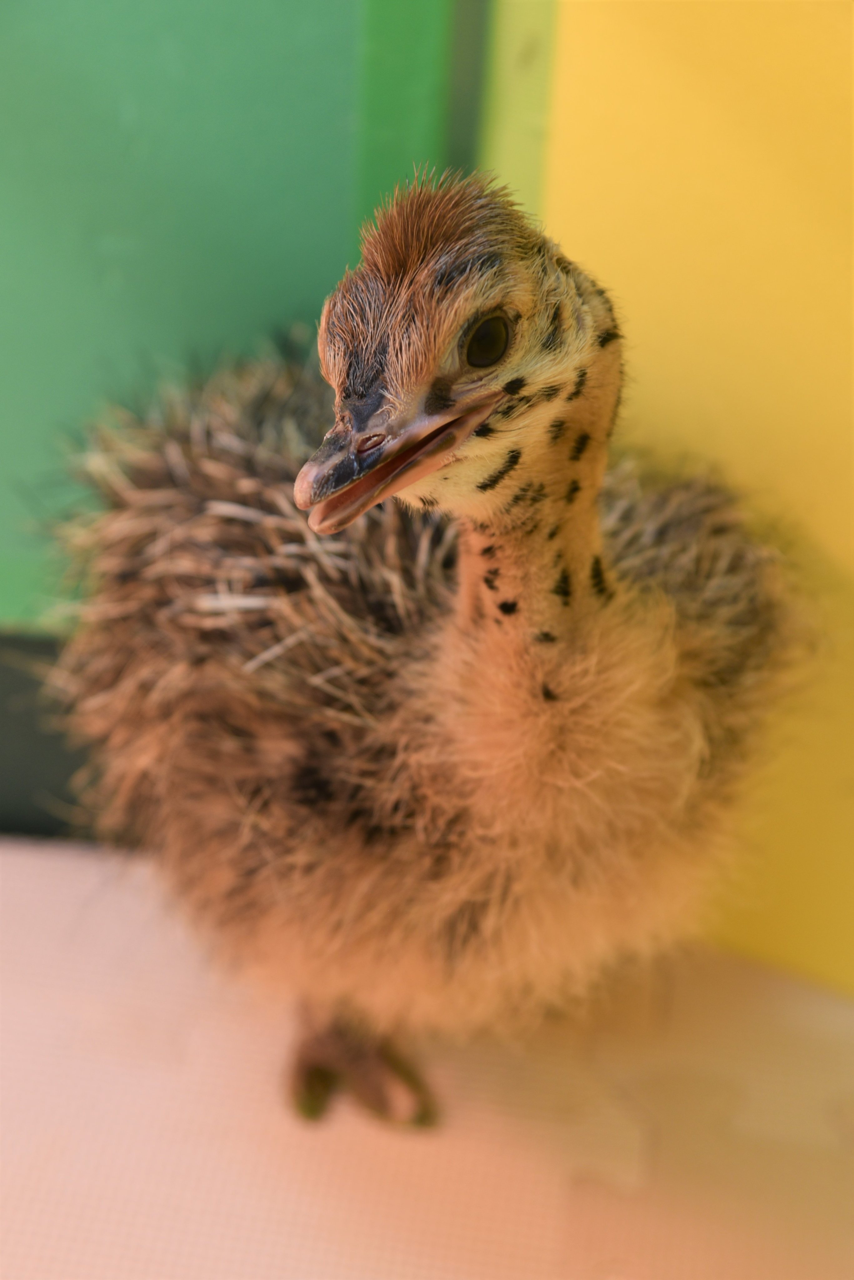 愛媛県立とべ動物園 公式 ダチョウのヒナが孵化しました 寄付で頂いた卵から 6月3日にダチョウのヒナが孵化しました 現在体重は約1 で 元気に成長しています 当面バックヤードにいるためご覧いただくことができませんが 一般公開が決まり次第