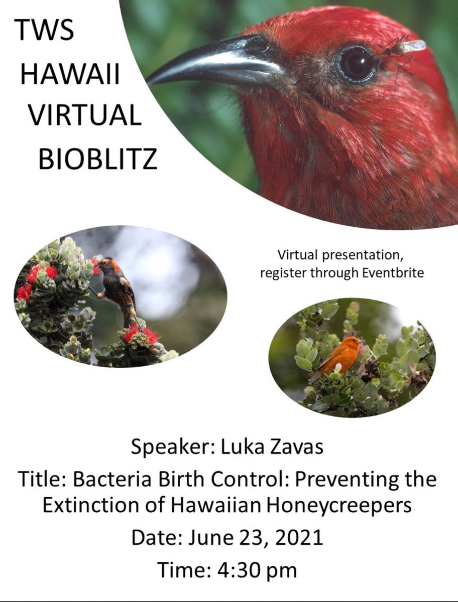 BirdNotMosquito's tweet photo. Check us out at the next “TWS HAWAII VIRTUAL BIOBLITZ: Protecting Hawaiian Honeycreepers" https://t.co/39Ei9z5qMc @Eventbrite https://t.co/w1FSD4hJEe