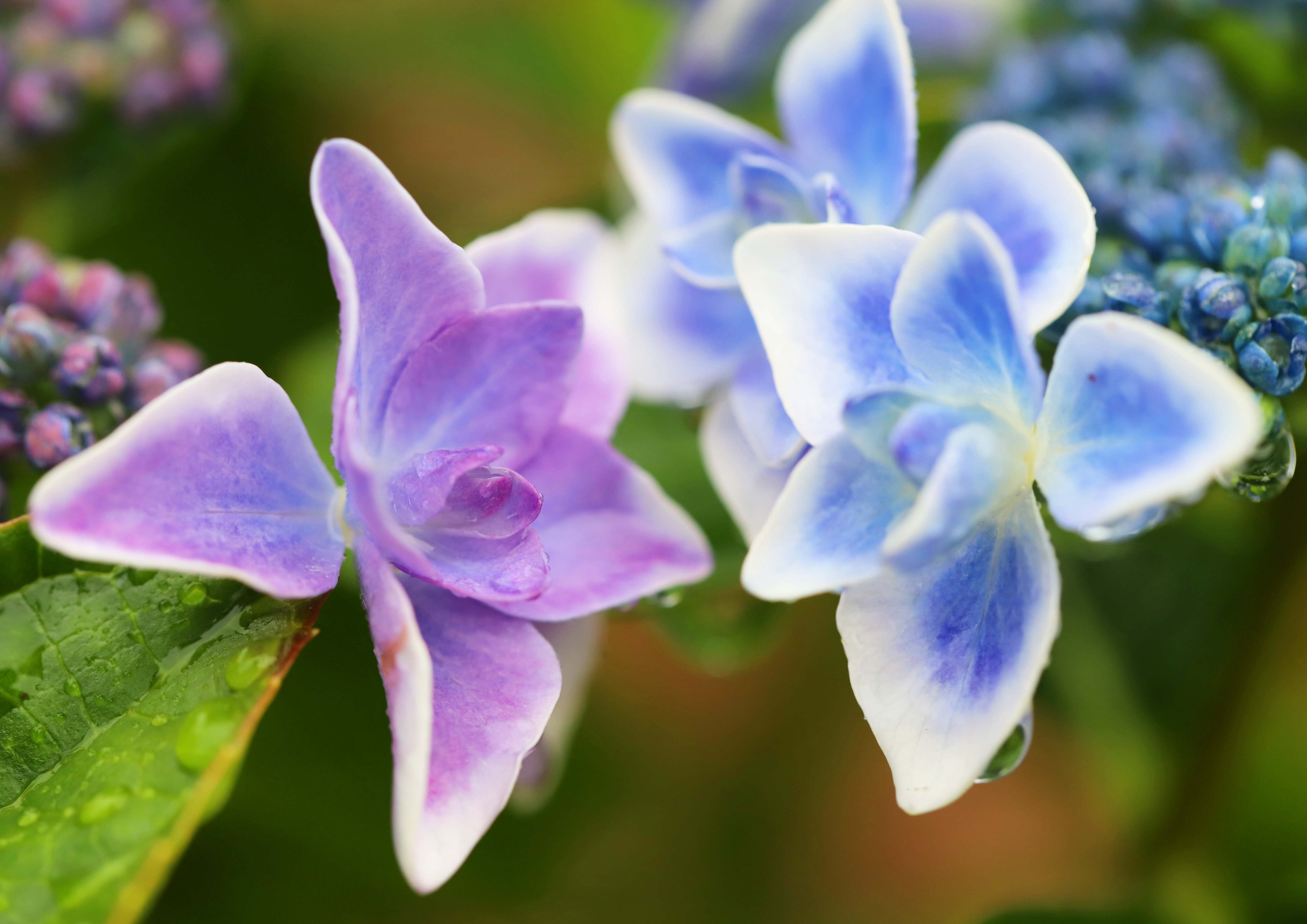 片柳弘史 教会の花壇に咲いた 五角形の紫陽花 コンペイトウ という品種です 確かに 色と形が金平糖に似ています T Co Rxqlmyasxe Twitter