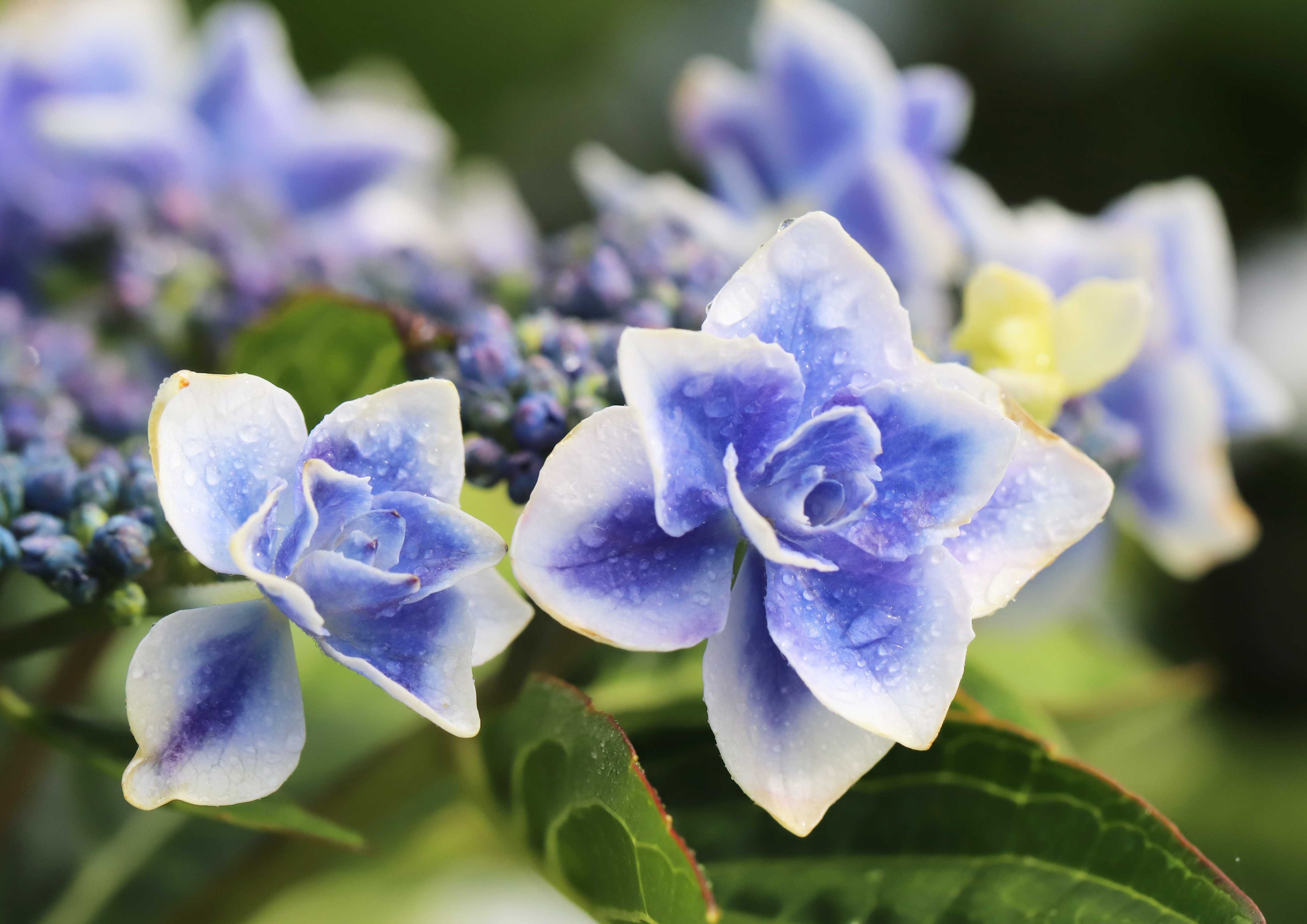 片柳弘史 教会の花壇に咲いた 五角形の紫陽花 コンペイトウ という品種です 確かに 色と形が金平糖に似ています T Co Rxqlmyasxe Twitter