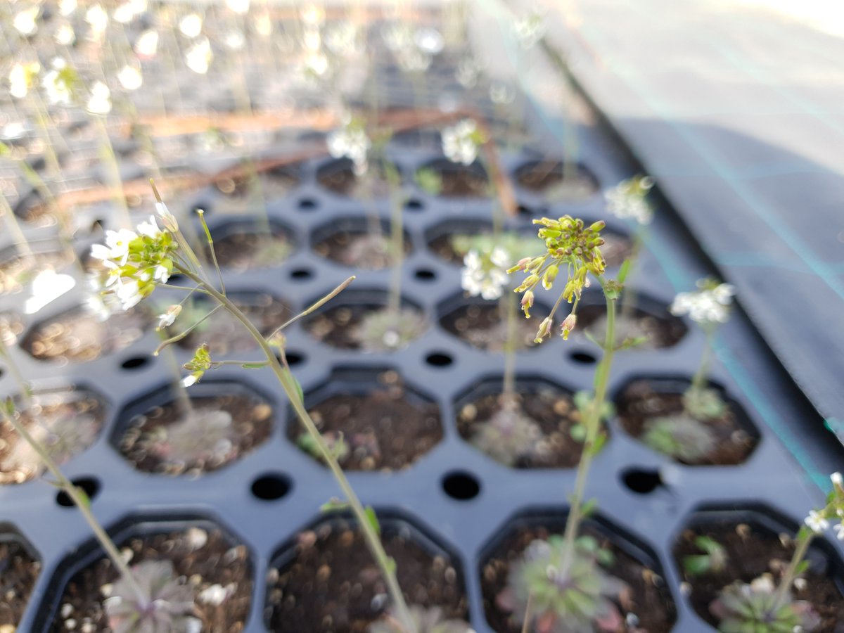 LIPME_Toulouse's tweet photo. [#FieldExperiment] Almost done this year the #field #experiments 😃 by @EcogenLab #LIPME .

▶️ A bulk Segregant analysis  (10k plants) to map the #locus underlying a ‘female’ phenotype occurring naturally in one of our favourite French population. 

Can you spot the difference ? https://t.co/NXjvSzurhw