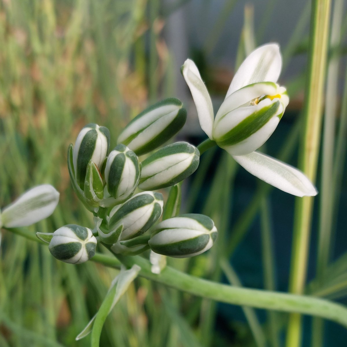 PlantPref's tweet photo. Albuca sp G&L13 collected Sentinel Peak. I realised when taking this photo yesterday evening that it is sweetly scented.
#albuca #albucasp #wildcollection #sentinelpeak #peatfree #plantsforsale #southafricanflowers #summerbulbs #scentedflowers #whiteflowers https://t.co/USHpaYoSEW