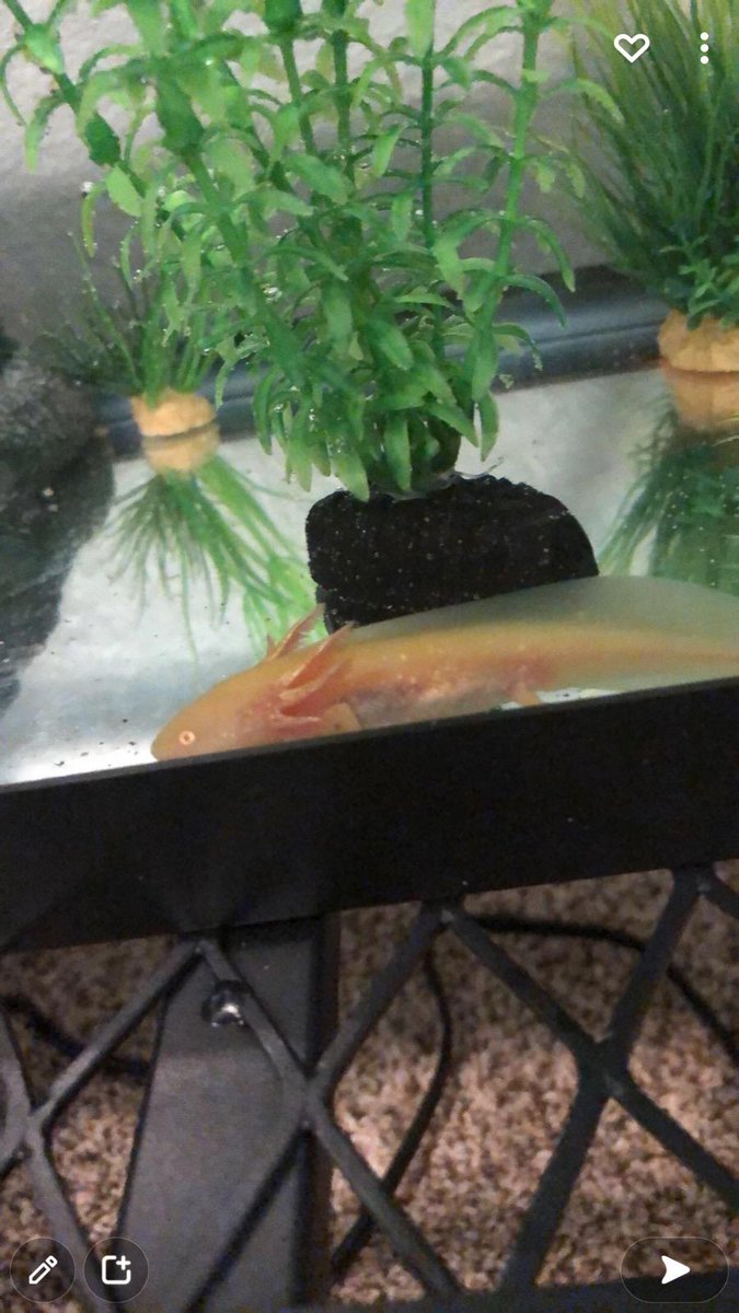 Tattoos_N_Booty's tweet image. Newest addition to my daughter's little loves! This is Napoleon the Axolotl! Such a super cute lil baby!
#Axolotl #SuperCute #UniquePets