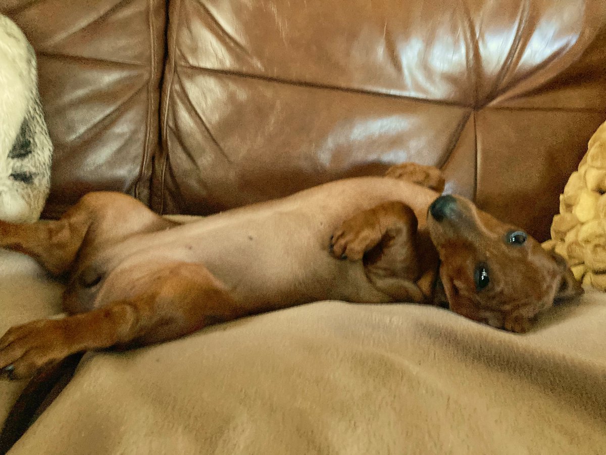 Freckle55549746's tweet photo. Winnie Wigglebottom love 😍😁
She’s a smiler 🐾😂 https://t.co/kkhu3ATUGE