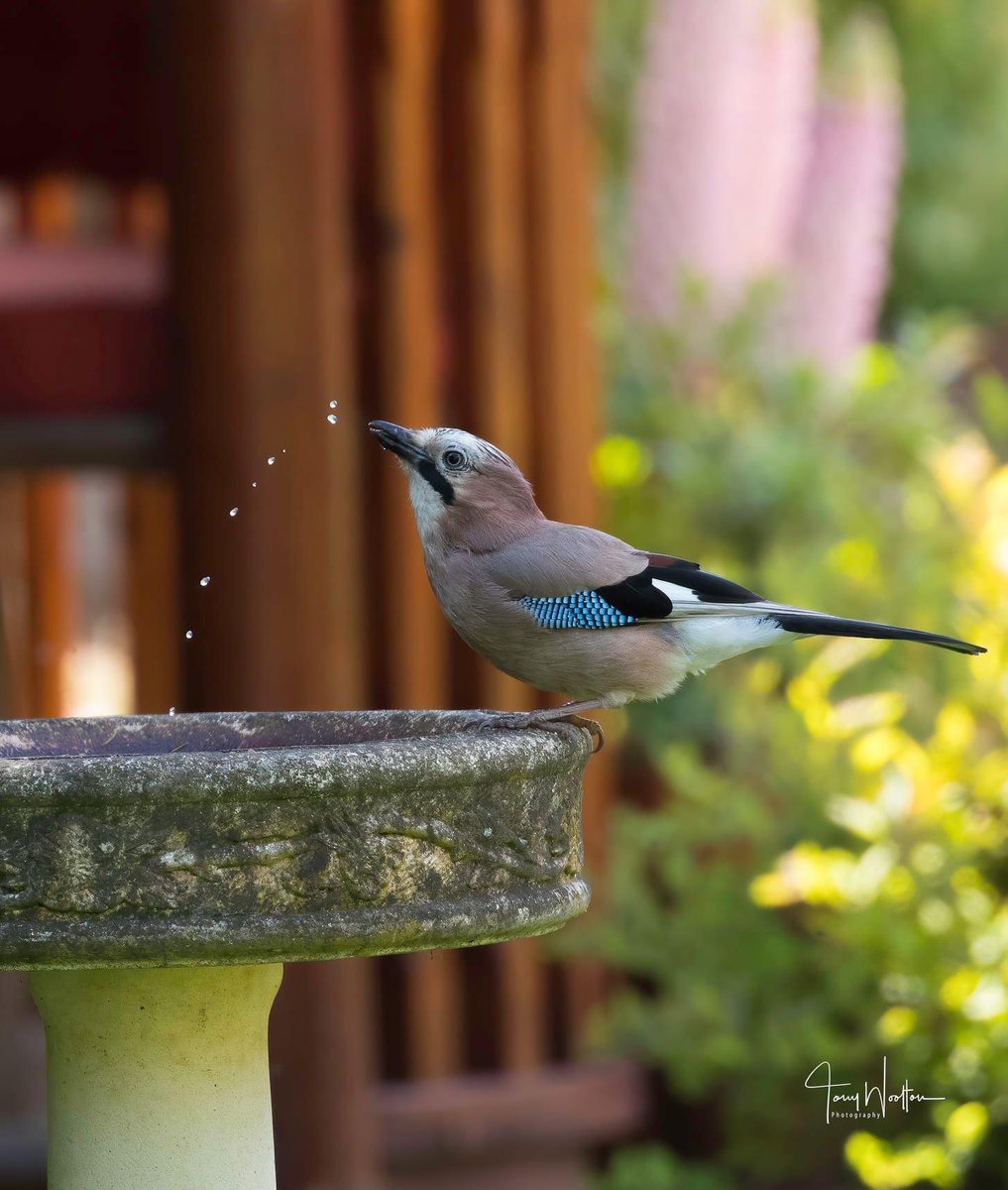 Our local Jay enjoys a tipple or 2 ......