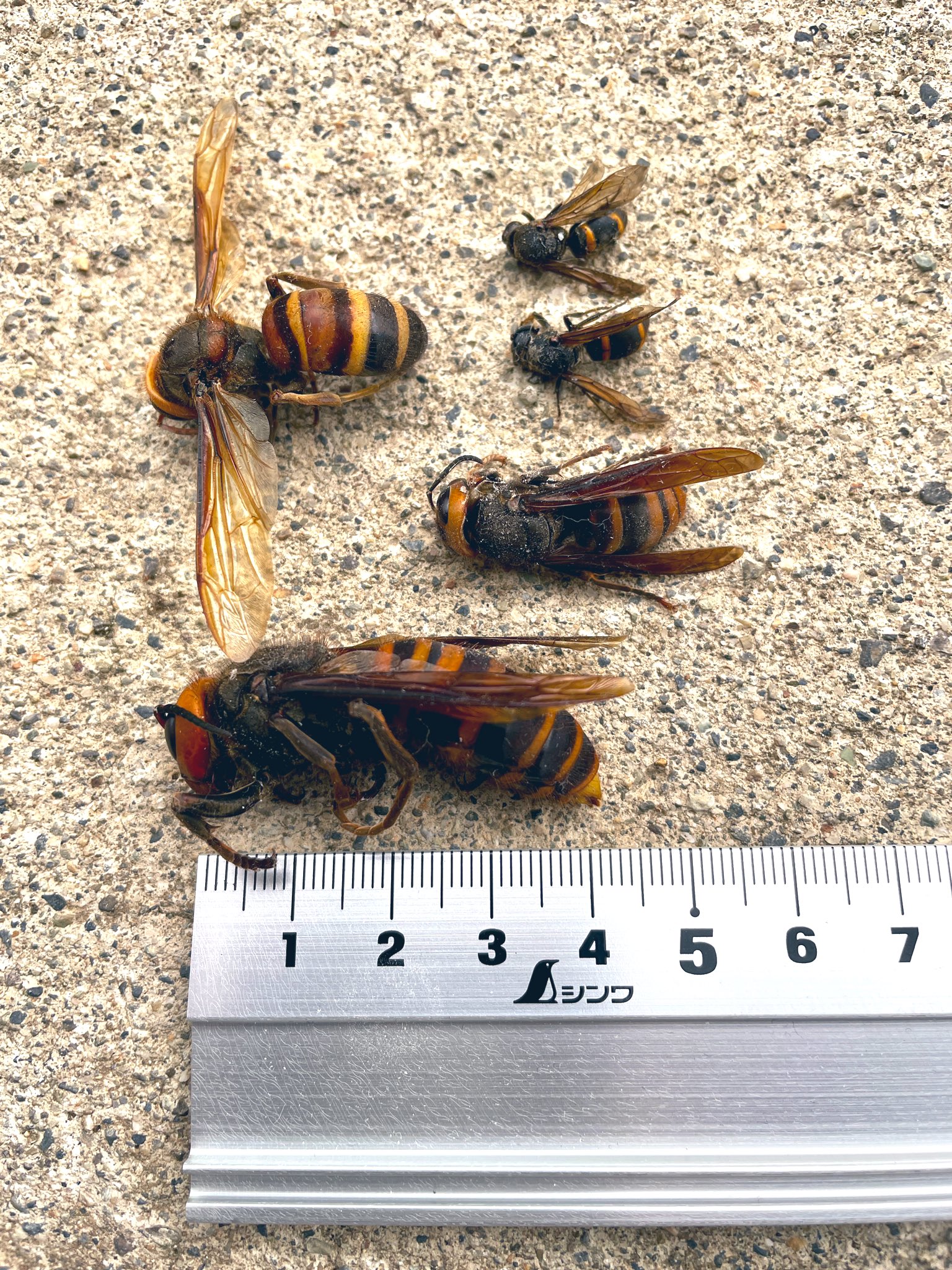 sarasa にーさら 何日か前に 妻が 裏庭で大きい蜂が飛んでる と言ってたので フマキラーのハチ激取れ という商品を設置したら 2日ほどで4 5センチほどの巨大なスズメバチが取れました デカい T Co 4wzwa4csua Twitter