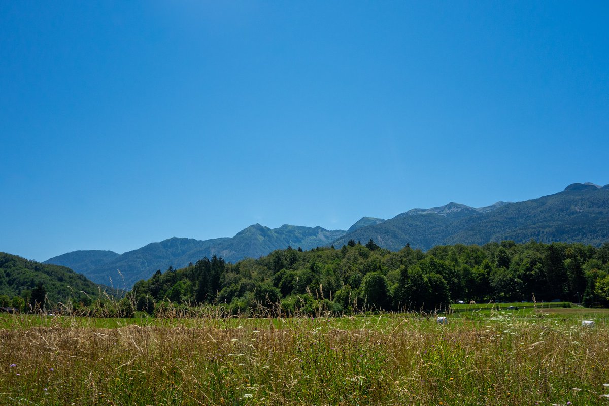PokljukaP's tweet photo. Uporaba ohranjevalnih semenskih mešanic je smiselna na tistih travnikih, kjer želimo obvarovati habitat oziroma kjer pridelava krme ni prioriteta. 🌱
#PilotniProjektPokljuka #Pokljuka #TNP #Slovenija #HereForYou
Fotografija: IIse https://t.co/KNS3yWa4Mp