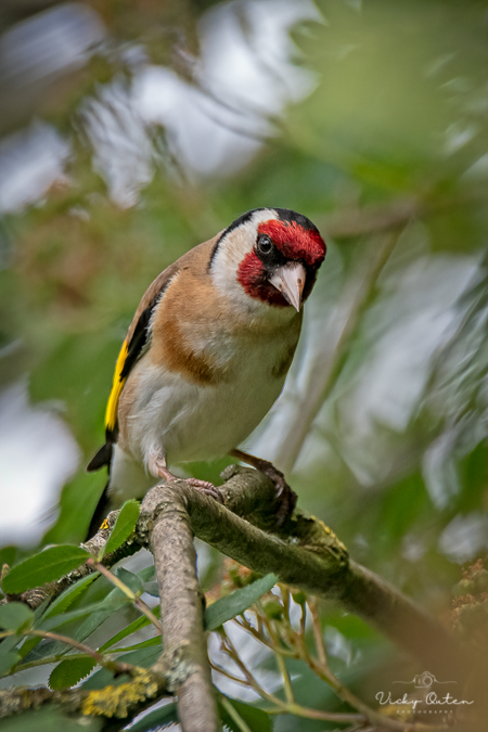 vickyoutenphoto's tweet photo. Goldfinch

#wildlife #wildlifephotography #nature #nikon #TwitterNatureCommunity #birds #NotAlone #BBCWildlifePOTD
@BBCSpringwatch @ThePhotoHour @wildlifemag @Natures_Voice @Britnatureguide @Team4Nature @NatureUK @SIBirdClub

https://t.co/sYNX75nTBc https://t.co/pQJnHg9stC