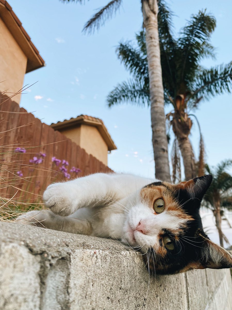 itschowwtime's tweet photo. 🐈😹 #catlovers #photography https://t.co/1X6CGyyaHa