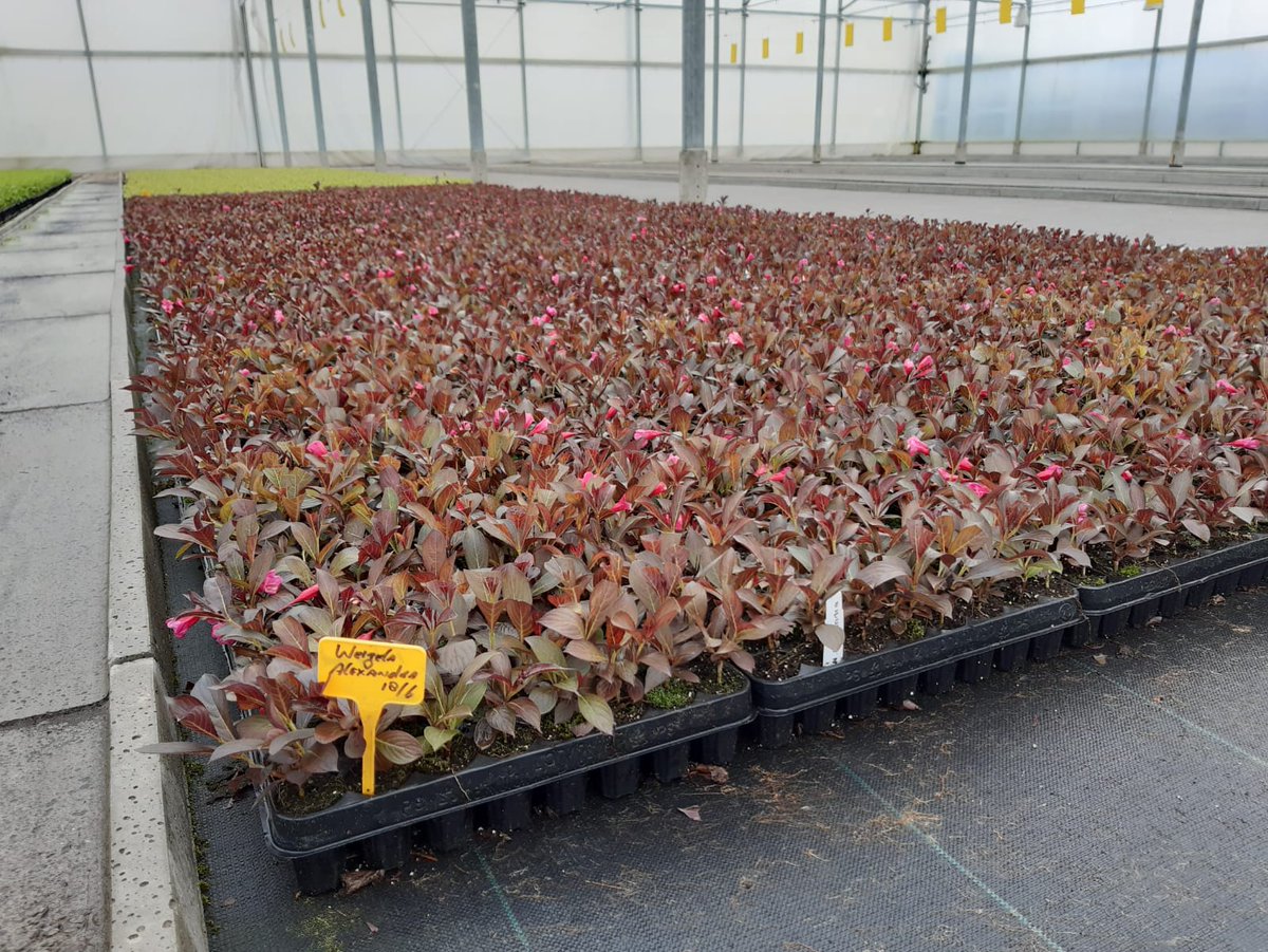 Mooi hé deze <a href="/DeBoomkwekerij/">De Boomkwekerij</a> zomerstek van Verpaalen Zundert  die klaar staat om uit te planten. Nog mooier is dat deze stek geen minerale meststoffen heeft gehad maar enkel organische meststoffen van <a href="/dcmnederland/">DCM Nederland</a> Voor elke teelt een 100% organisch recept, dat is <a href="/dcm_organic/">DCM</a>!