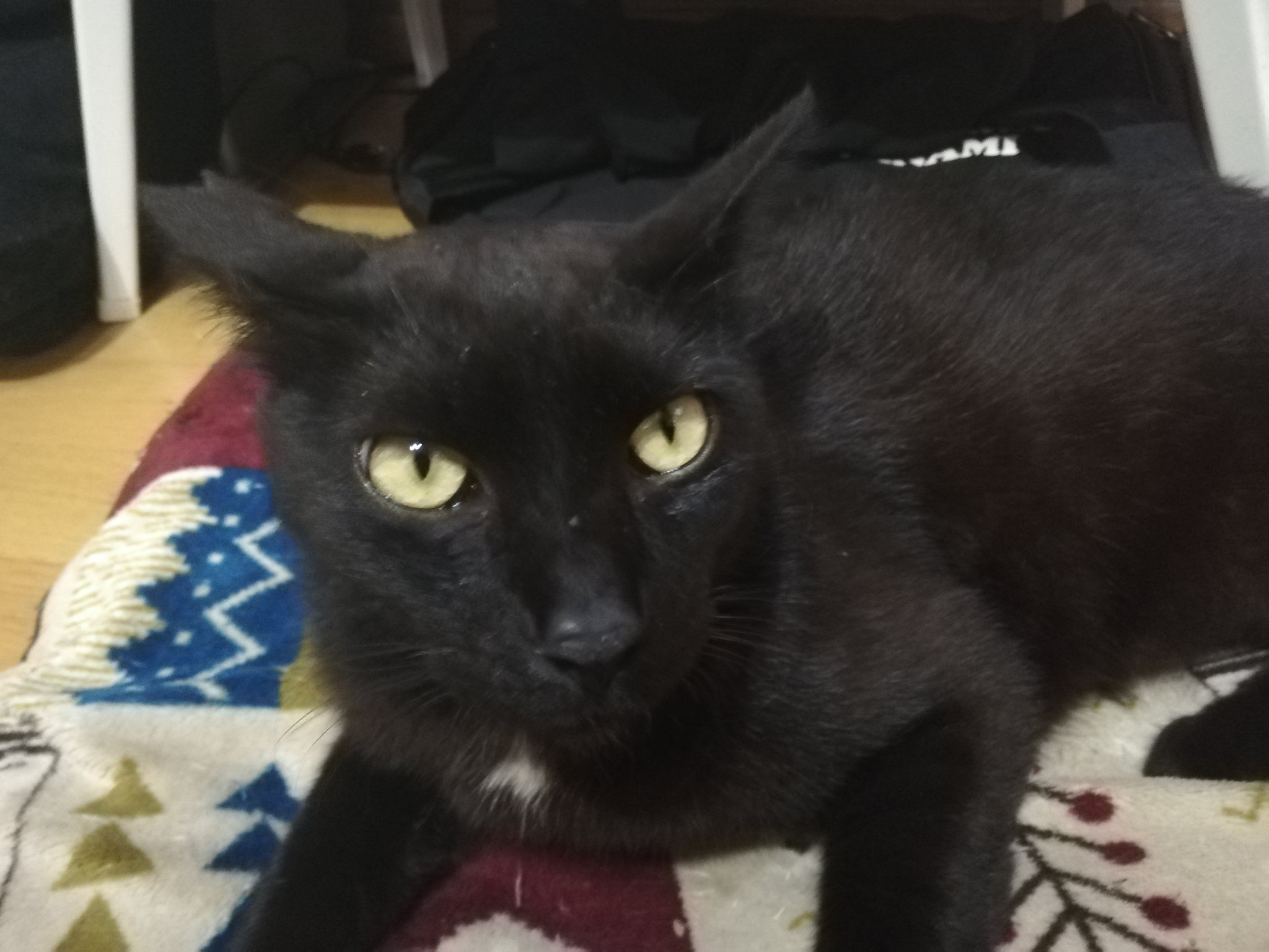 てっちゃん イカ耳猫ちゃん笑笑この子の名前はワグマです ツキノワグマに似てるからです 猫好きさんと繋がりたい 猫のいる暮らし 猫がいる幸せ 猫 T Co 7layjjmhny Twitter