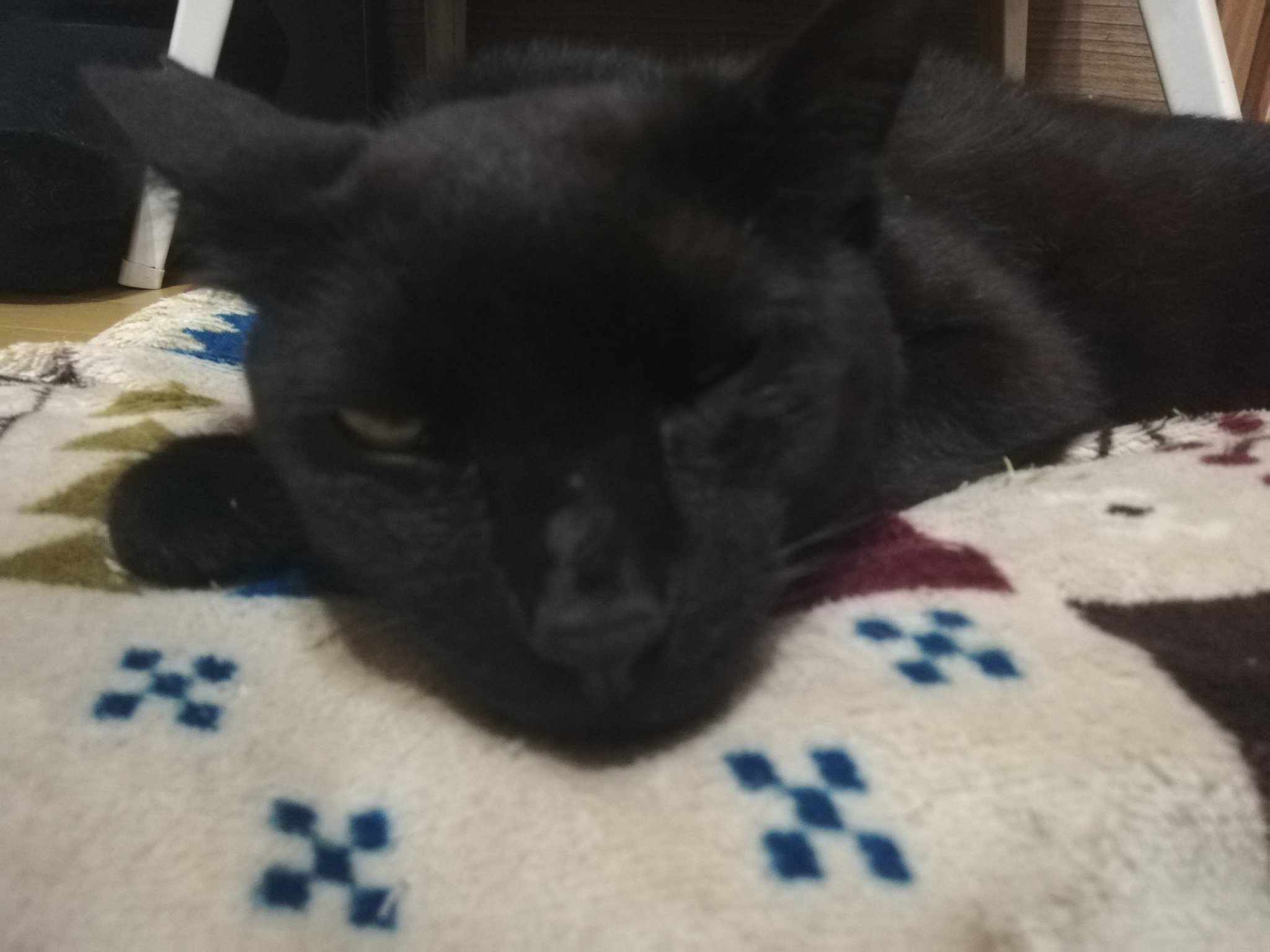 てっちゃん イカ耳猫ちゃん笑笑この子の名前はワグマです ツキノワグマに似てるからです 猫好きさんと繋がりたい 猫のいる暮らし 猫がいる幸せ 猫 T Co 7layjjmhny Twitter