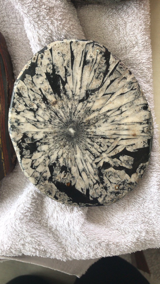 Bennett_EN's tweet photo. Would anyone be able to identify this rock for me? It is part of a small collection my boyfriend just inherited; I haven’t a clue. Radial skeletal plagioclase is all I have gotten. It reminds me of orbicular granite but not quite. #geology #rockid #mineral #igneous https://t.co/7lD0xRlSTJ