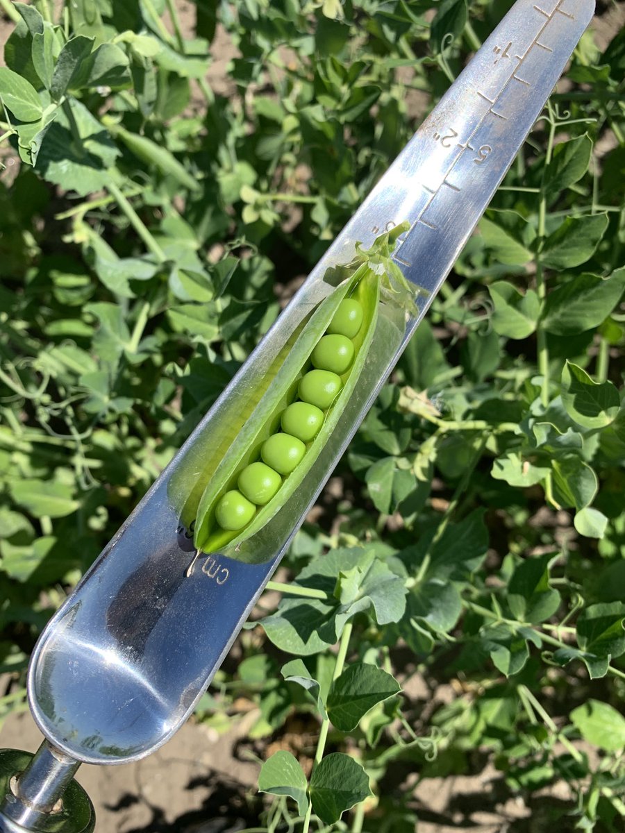 Andrew_DTSeeds's tweet photo. Looks like harvest is getting close #peas2021 #vanwaveren @peaemoji https://t.co/TQNFIvBPr0