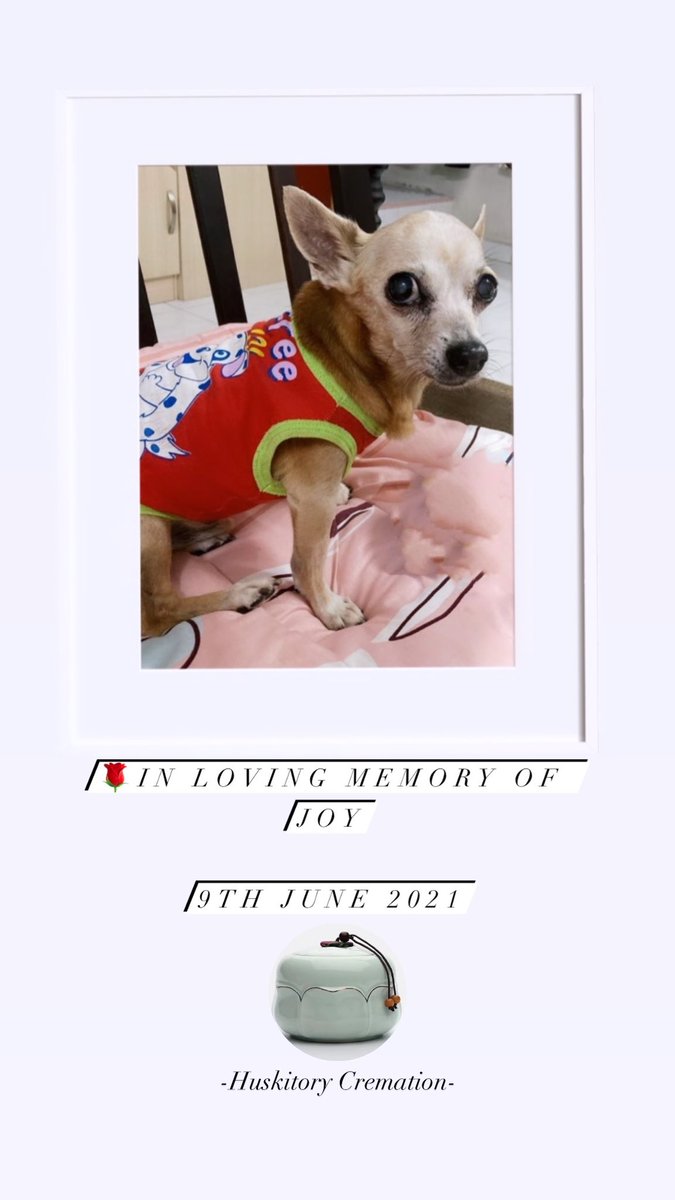 THuskitory's tweet photo. 👼Huskitory Cremation Services 
🐕宠物火化服务🐈
☁️让毛孩干净安祥，往极乐净土奔跑☁️
Info：
📞Call 06-3342602 
📲WhatsApp :  +6011-5500 2602 
🌏 The Huskitory

#cremation #petcremation #dogcremation #melaka #malaysia https://t.co/yn50ChgPtV