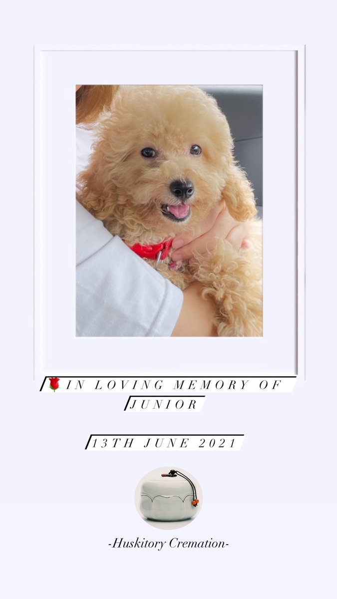THuskitory's tweet photo. 👼Huskitory Cremation Services 
🐕宠物火化服务🐈
☁️让毛孩干净安祥，往极乐净土奔跑☁️
Info：
📞Call 06-3342602 
📲WhatsApp :  +6011-5500 2602 
🌏 The Huskitory

#cremation #petcremation #dogcremation #melaka #malaysia https://t.co/yn50ChgPtV