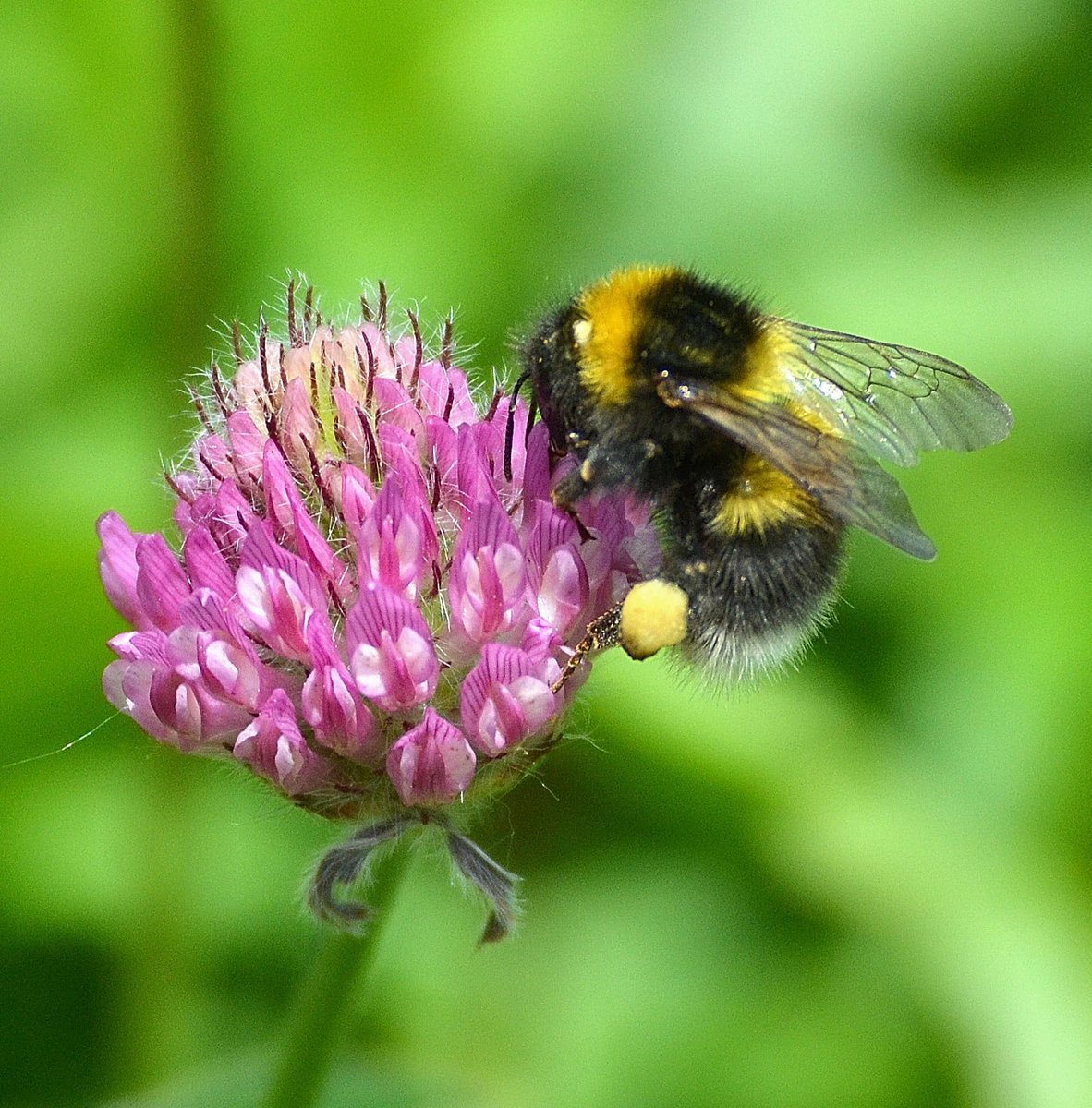 visitBrockholes's tweet photo. Did you know...The garden bumblebee has the longest tongue of all our bumble bees. It can stretch up to 2cm, which is as long as its own body! This means it can reach right inside flowers like foxgloves and cowslips. 🐝 

(📸 Ken Hayes) https://t.co/WAAkU73lVu
