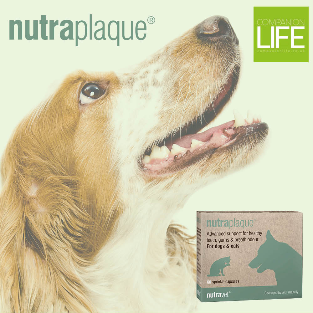 CompanionLifeUK's tweet photo. #COMPETITION 🎉

We've teamed up with @nutravet to giveaway a box of their NEW 100% natural plaque remover for dogs &amp; cats! 

To enter simply RT &amp; like this post &amp; tag 2 friends!
UK residents only! Good luck 👍

Find out about nutraplaque at https://t.co/I735XW5IFc https://t.co/HXOqrl8lxU