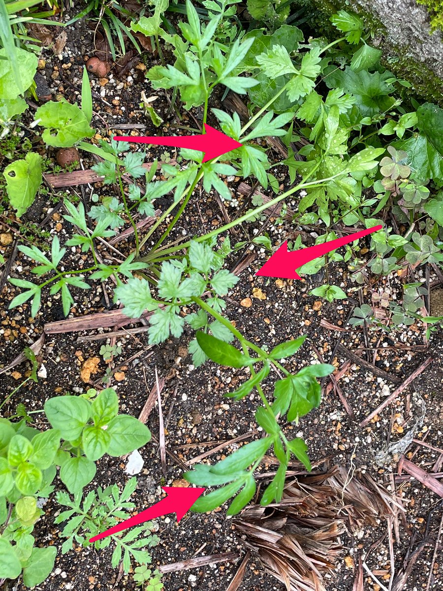 ট ইট র Satokupo S 一つの株から3パターンの葉っぱが出てきてるんだけど これ普通 上のは花が出る時の葉で 真ん中はノーマルの葉だと思うんだけど 下のはなんだ これ イタリアンパセリ 家庭菜園 ハーブ