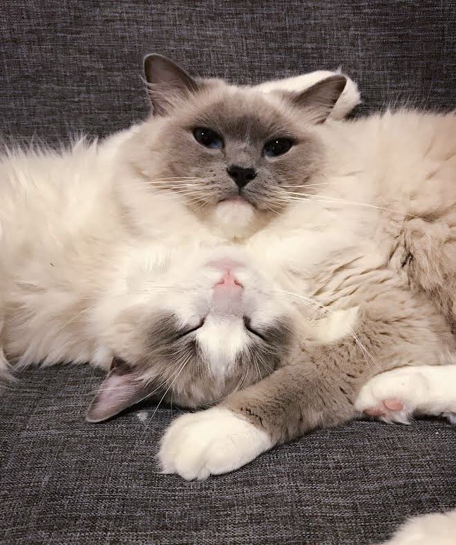 Carta de baralho de gatinhos