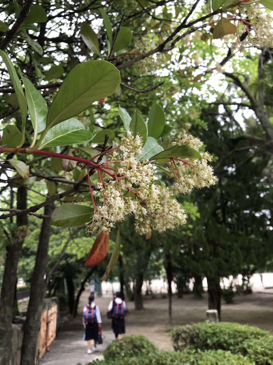 さこももみ V Twitter 今日の花は地味目ですよ サンゴジュ ヨウシュヤマゴボウ クチナシのつぼみ スイカズラ クチナシのつぼみはバニラx抹茶ソフトクリームみたいですね スイカズラは春に一輪だけ見かけて とっくに終わったと思ってたら今が全盛期のようです さこももみ V Twitter 今日の花は地味目ですよ サンゴジュ ヨウシュヤマゴボウ クチナシのつぼみ スイカズラ クチナシのつぼみはバニラx抹茶ソフトクリームみたいですね スイカズラは春に一輪だけ見かけて とっくに終わったと思ってたら今が全盛期のようです