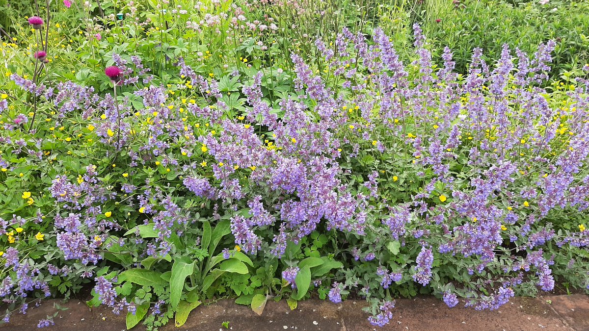 Silloth Green tweet media