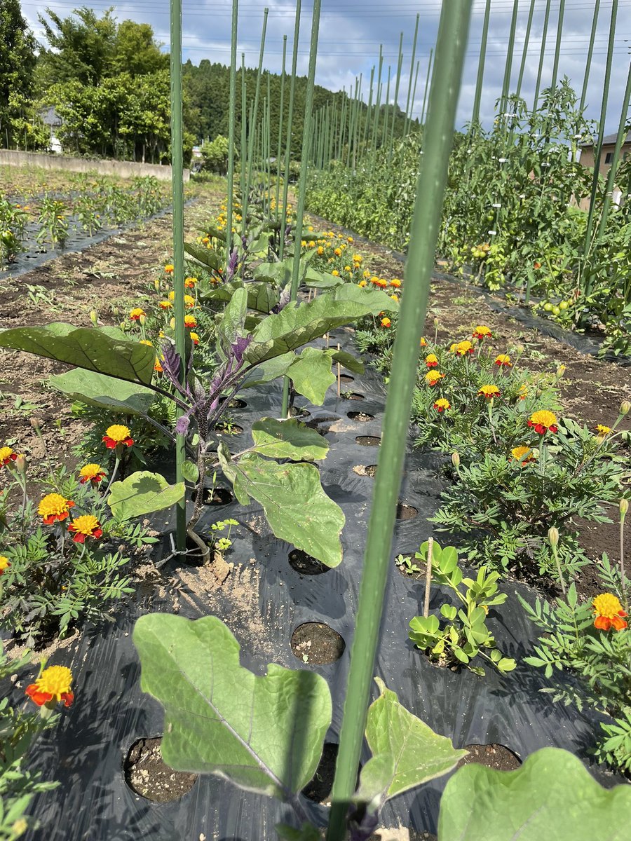 最強コンパニオンプランツ