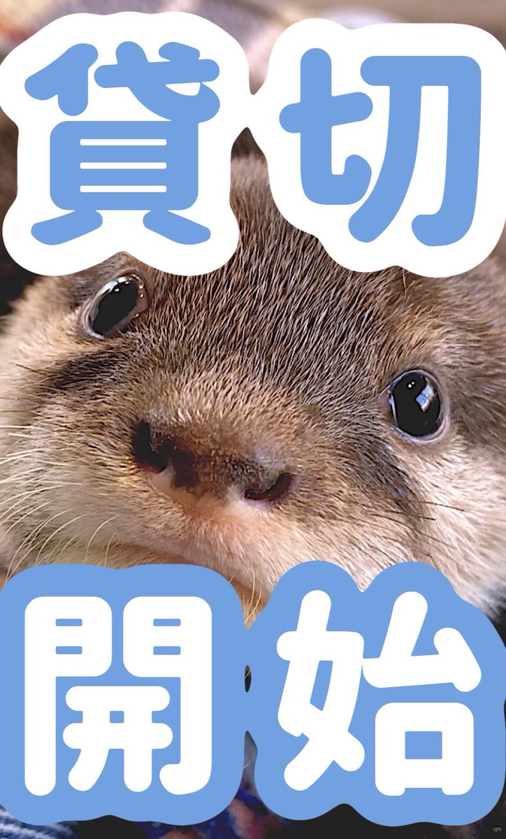 カワウソカフェ Harry原宿テラス店 Zoocafe Harry Twitter