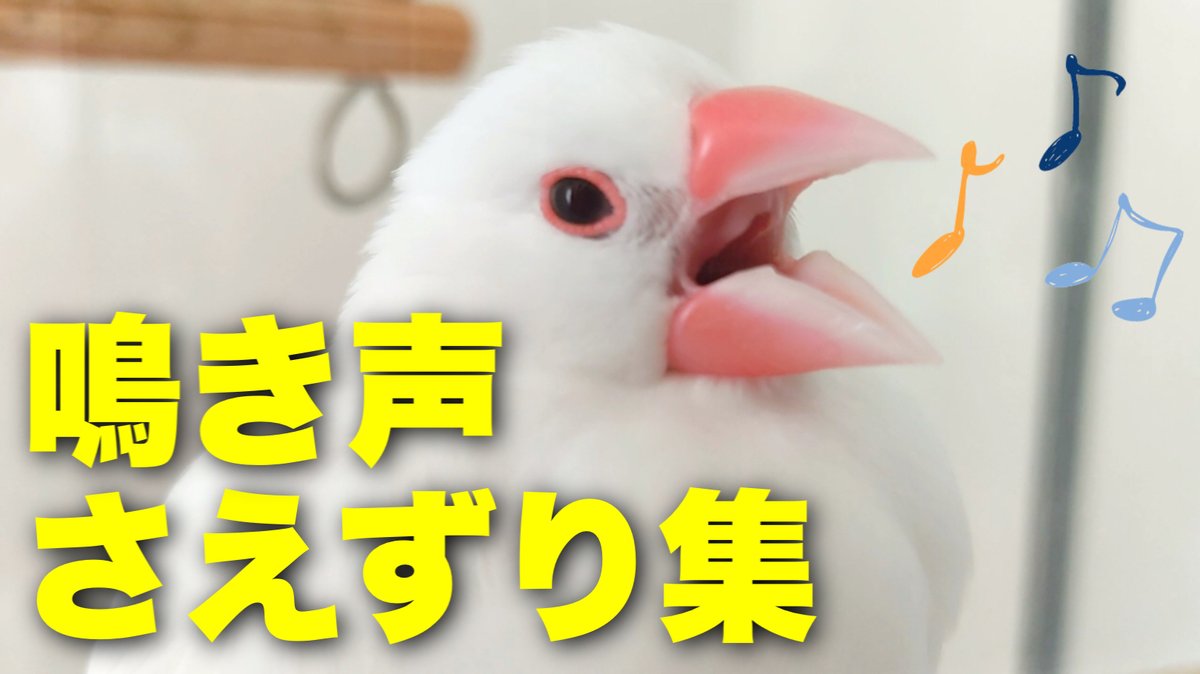 文鳥ちゅんねる Java Sparrow Jp Twitter