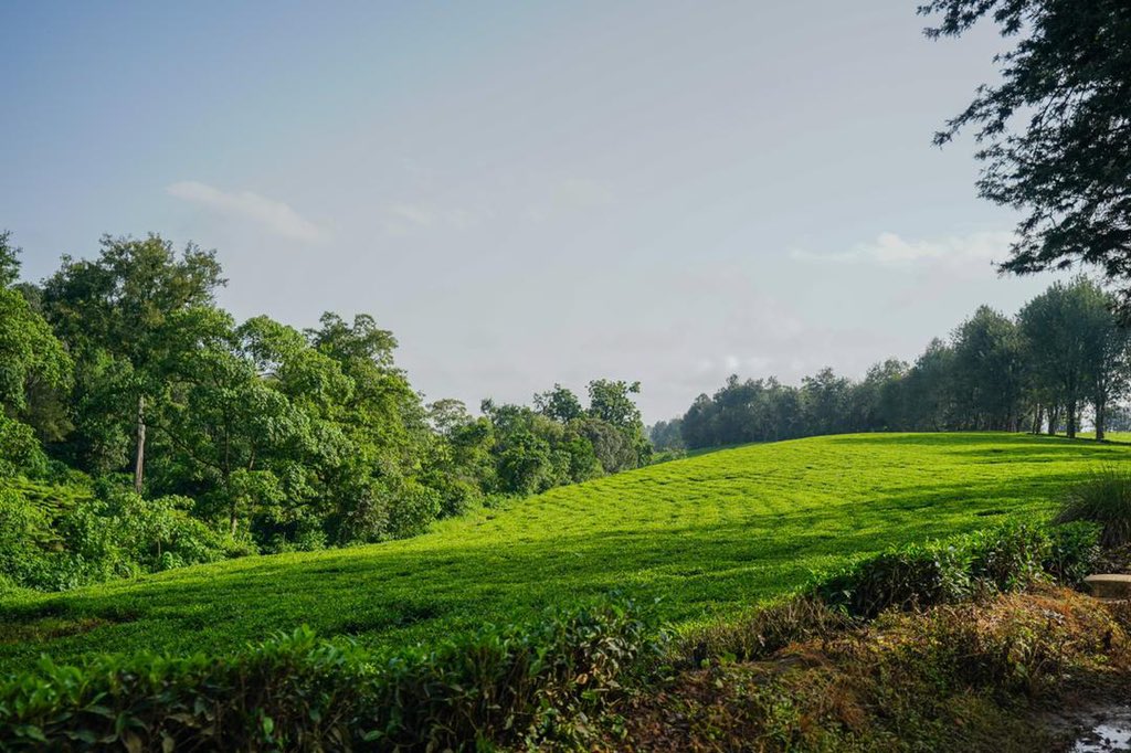 AbiyAhmedAli's tweet photo. የ #ኢትዮጵያ የሻይ ምርት አቅም እይታ።

A look at #Ethiopia’s tea production potential. https://t.co/ReptCpHVeP