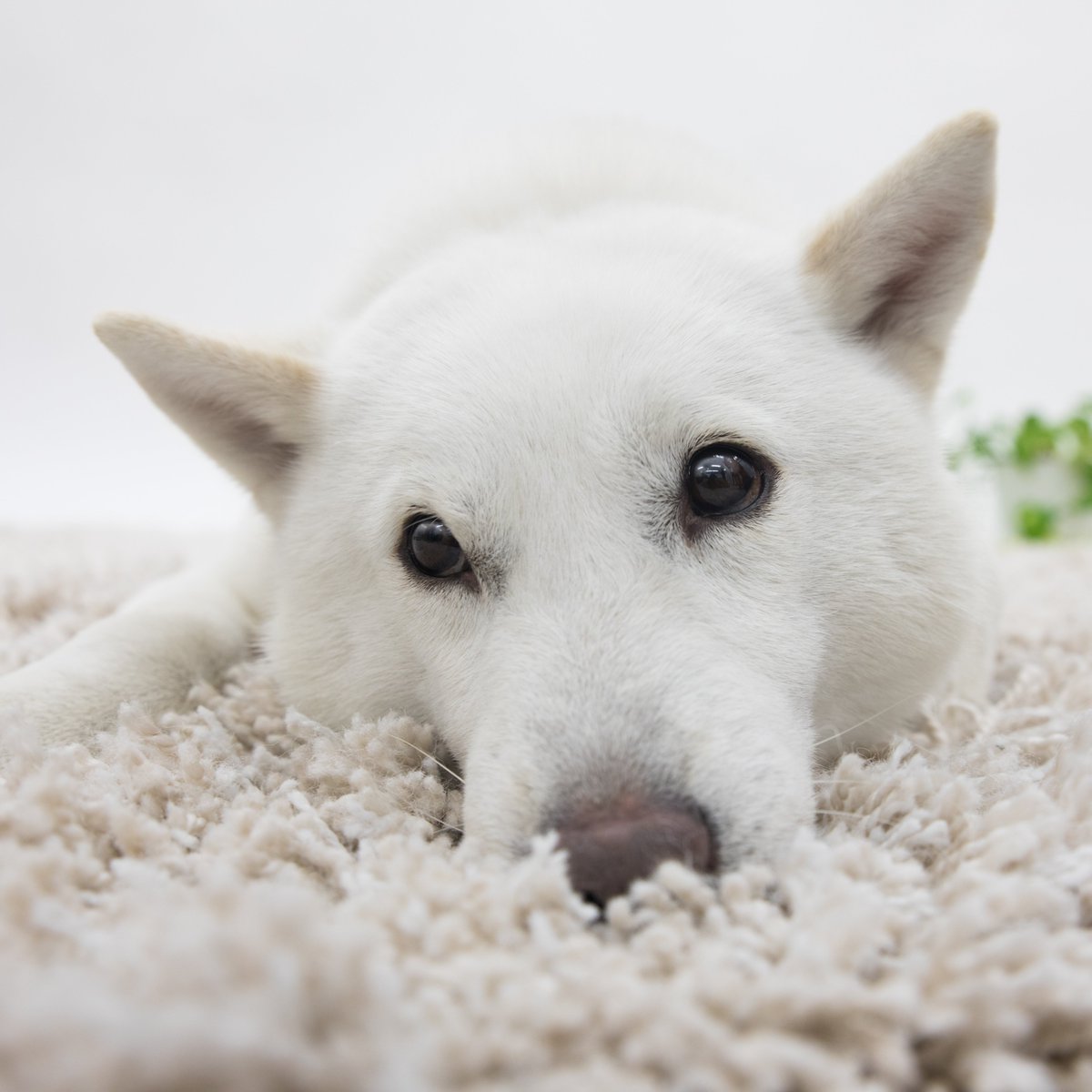 白戸家のお父さん Hashtag On Twitter