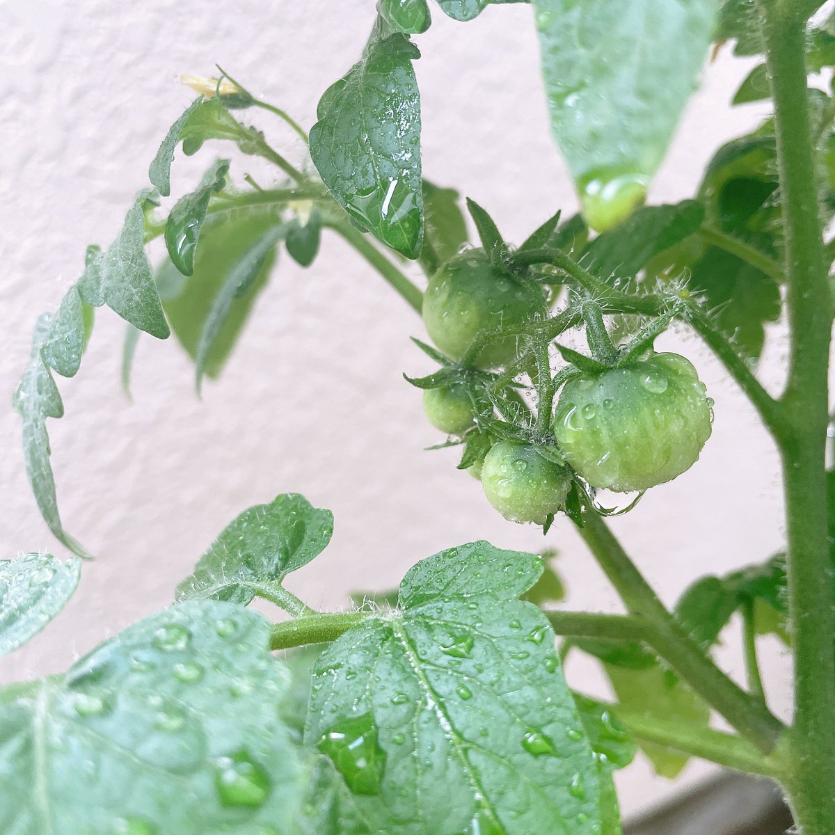 𝔸𝕪𝕒𝕟𝕠 本日のミニトマト記録 水やりした後の瑞々しいトマトちゃん達が可愛い 家庭菜園 ベランダ菜園 ミニトマト ゴーヤ おうち時間 プランター栽培 家庭菜園好きな人と繋がりたい