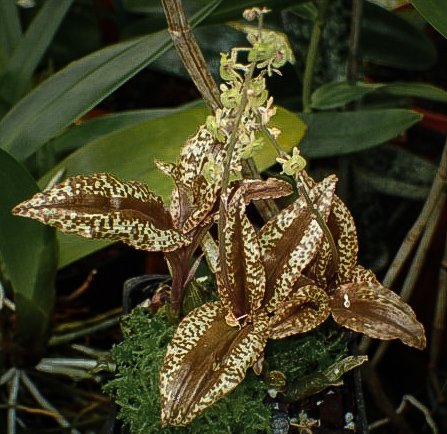 orchidcommittee's tweet photo. #Crepidium calophyllum
Terrestrial #orchid from the hill forests of E Nepal to Hainan and Borneo growing at 300-1100m
#Photo @kewgardensby André Schuiteman of
@kewgardens & @orchidcommittee
#orchidées #botany #photography #orchids #orquideas #nature #flowerphotography #蘭 #蘭花 https://t.co/cZdKujdtUt