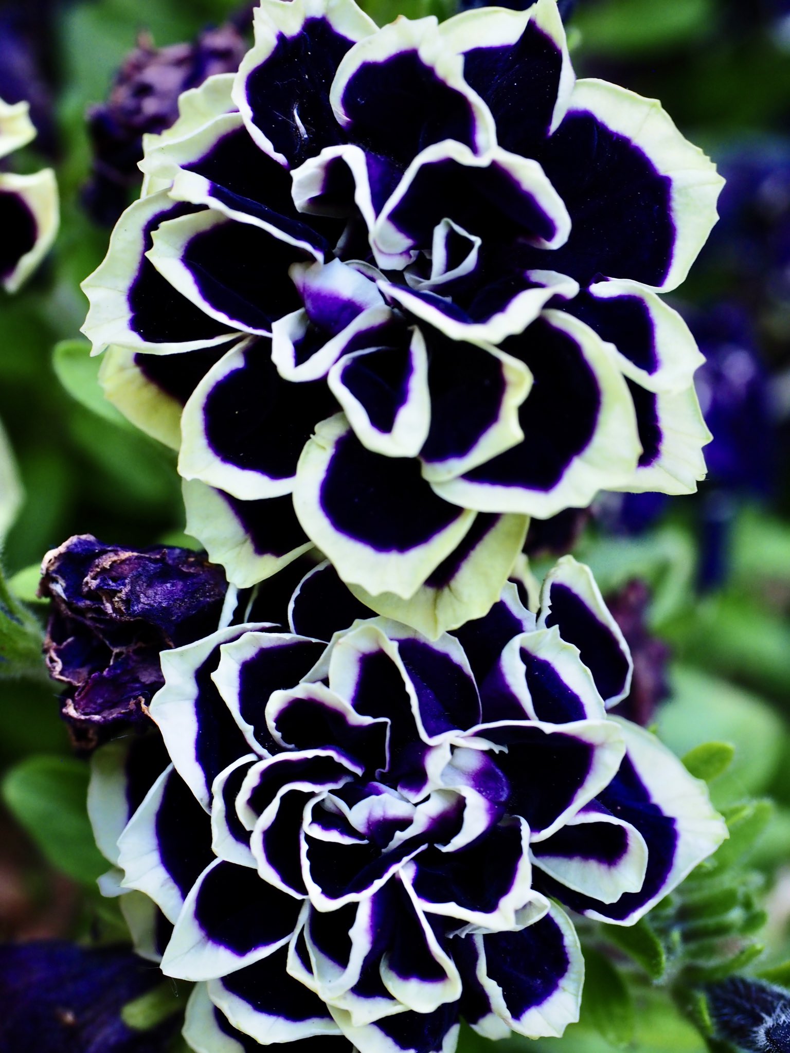 ヒロ ペチュニア 花衣 黒真珠 こんな花があったんですね 百合が原公園は色んな花でいっぱいです ファインダー越しの私の世界 写真好きな人と繋がりたい 花 お花が好きな人と繋がりたい 北海道 札幌 T Co Ibizn7rxjf Twitter