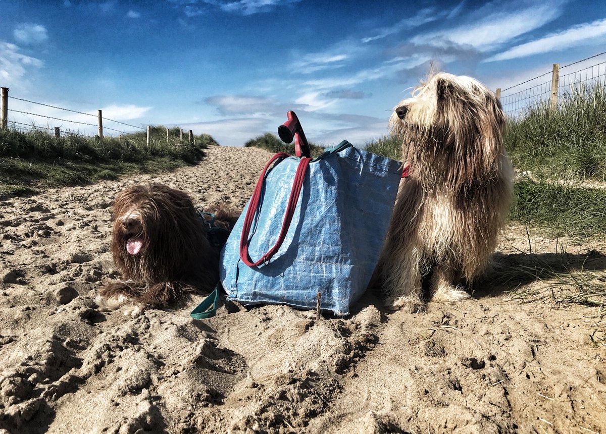 Making the most of recent deliveries of litter to the beach, we've had three days of easy pickings just walking the tidelines. The dogs love it!!