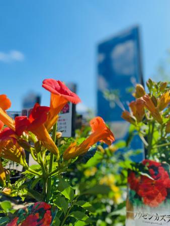 暑さに強い植物