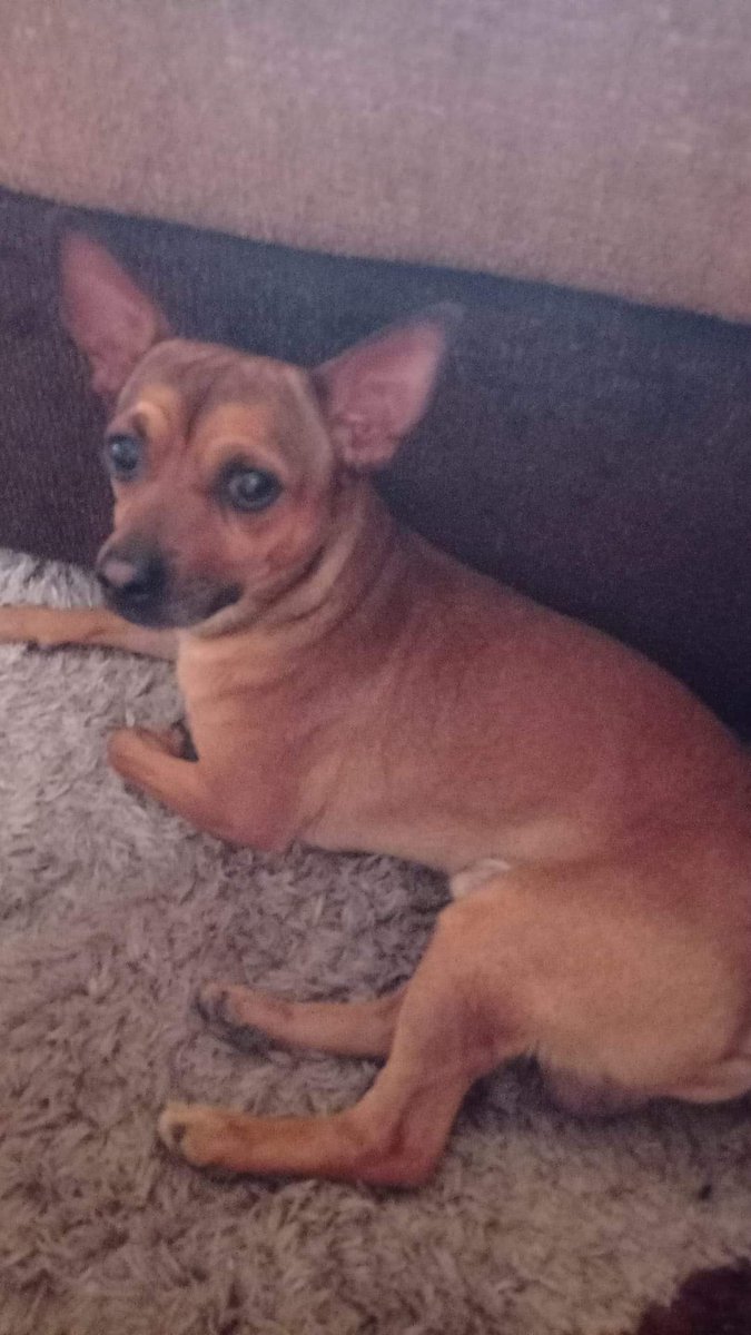 STOP_1974's tweet photo. Se llama TOBI. Fue rescatado de una familia que no le trataba bien. Tiene diez meses. Yo no me puedo hacer cargo de él. Se busca una familia que le quiera. Es muy bueno y cariñoso. Tfno: 646733619 ANA BELÉN (VILLAOBISPO - León) máxima difusión https://t.co/PJsyKhBxd2