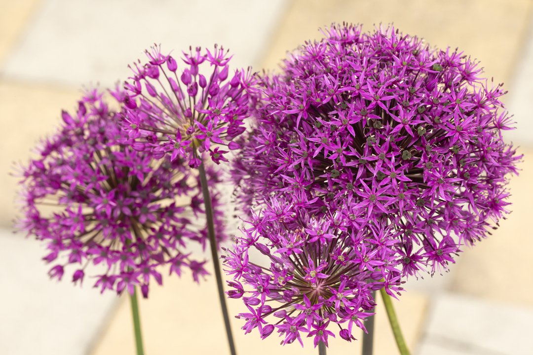 Kat_Shep_Photo's tweet photo. More of the gorgeous alliums from my neighbour's front yard ❤️
.
#Allium #AlliumGladiator #AlliumPurpleSensation #Flowers #Plants #PersonalProject #Botany #Flora #BeautifulDarwen #Lancashire #Darwen #Blackburn https://t.co/pBBxlFZT9V