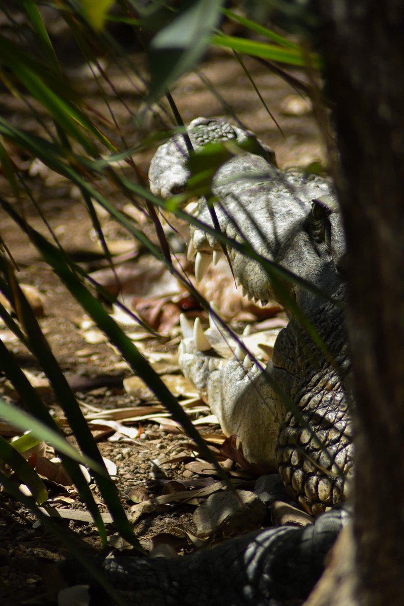 spnzookeeper's tweet photo. Happy #worldcrocodileday!! I’ve loved Crocs since I was around 4 years old! Their immense power and dinosaur-esque looks lured me in immediately.
I have it on my bucket list to work with them one day 🙏🏼🤞🏼😍
(all photos my own)
#CrocsRule #crocodiles #savecrocs https://t.co/LQIpYuPLJh
