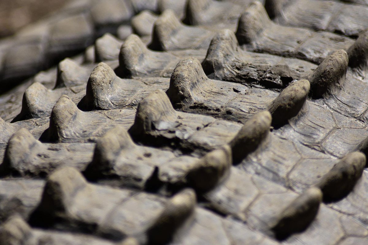 spnzookeeper's tweet photo. Happy #worldcrocodileday!! I’ve loved Crocs since I was around 4 years old! Their immense power and dinosaur-esque looks lured me in immediately.
I have it on my bucket list to work with them one day 🙏🏼🤞🏼😍
(all photos my own)
#CrocsRule #crocodiles #savecrocs https://t.co/LQIpYuPLJh