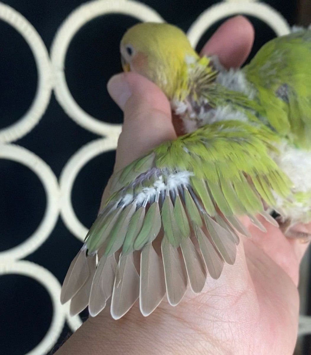 コザクラインコ雛