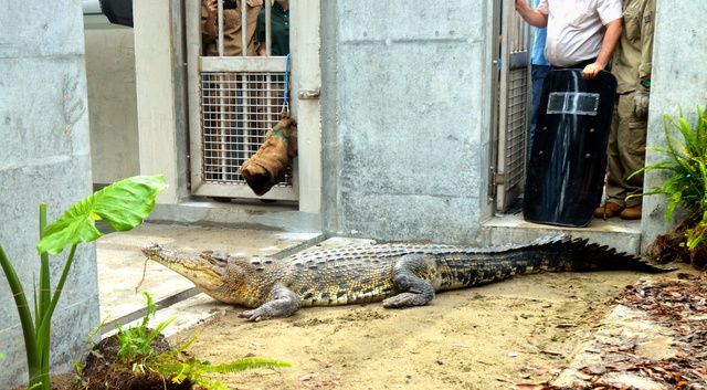 朝日新聞デジタル 体長5m 国内最大のワニのペア マレーシアから空輸 T Co 6krsjqnibc クロコダイル科の イリエワニ のペアが静岡県河津町浜の 体験型動物園izoo イズー に仲間入りしました 体長5 1メートル 重さ800キロ で国内最大のオス