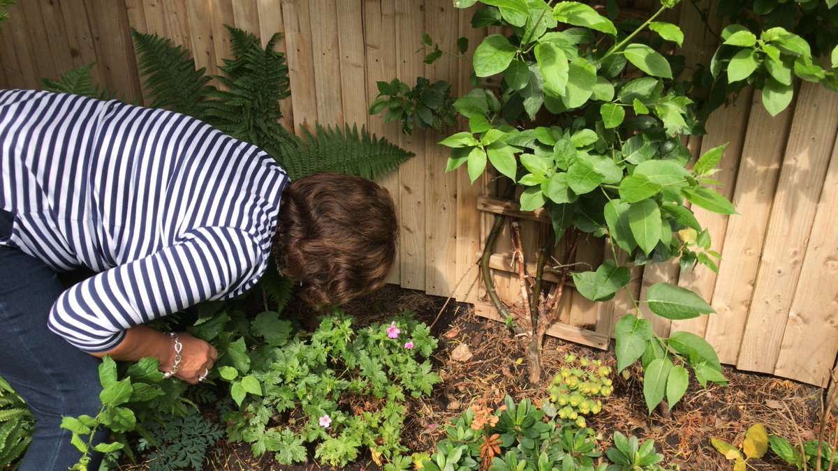 HedgehogGrace's tweet photo. Good idea Rosemary! She has just noticed that the absence of a gravel board means that she can simply tunnel under to make her hedgehog highway. Simple ways are often the best! https://t.co/wM1tyegl03 #projectamazinggrace #gracesfivepointcharter #accessandegress https://t.co/sobJofPOdp